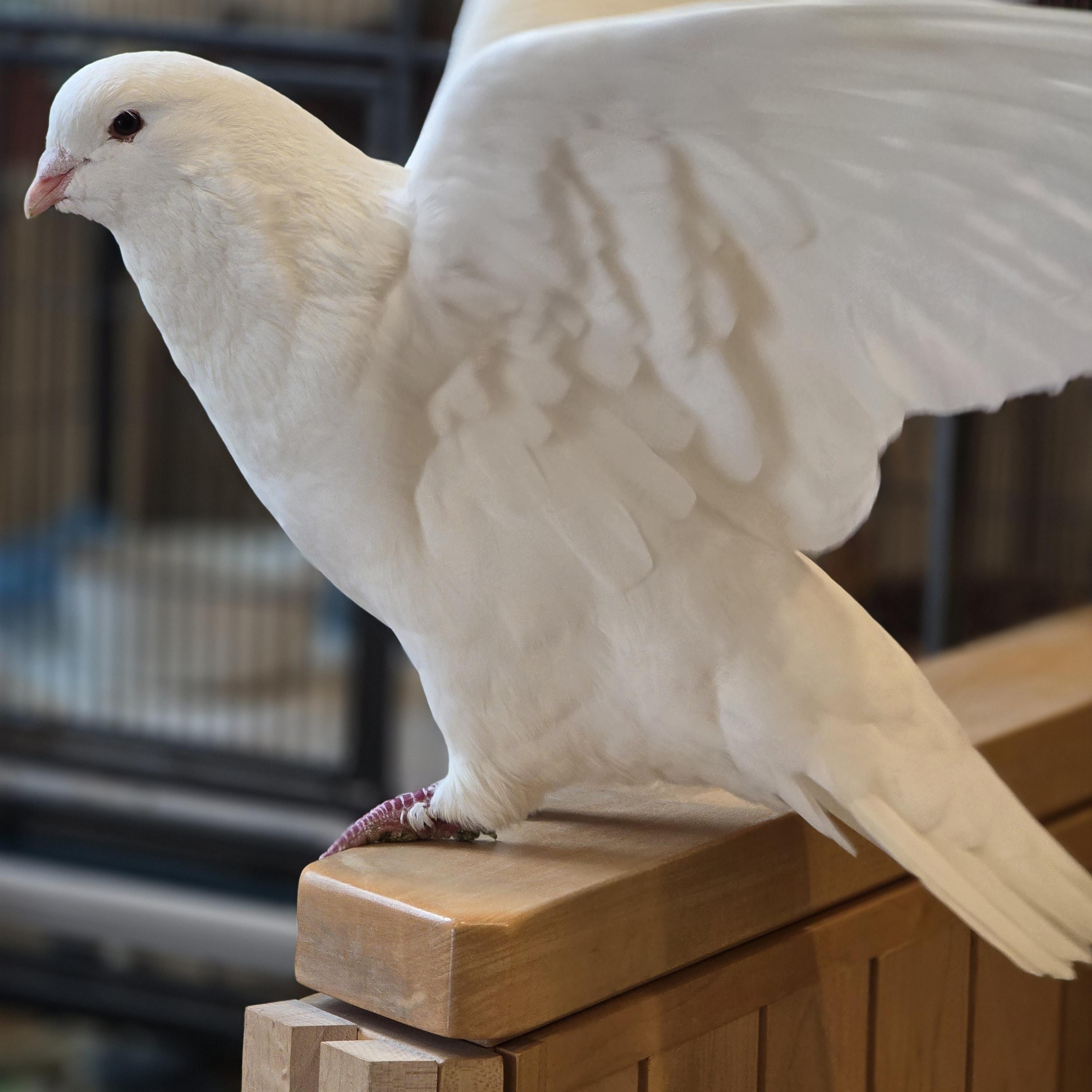 Enlarge Brule, a ADOPTABLE Pigeon in Bristol, RI image 4/5