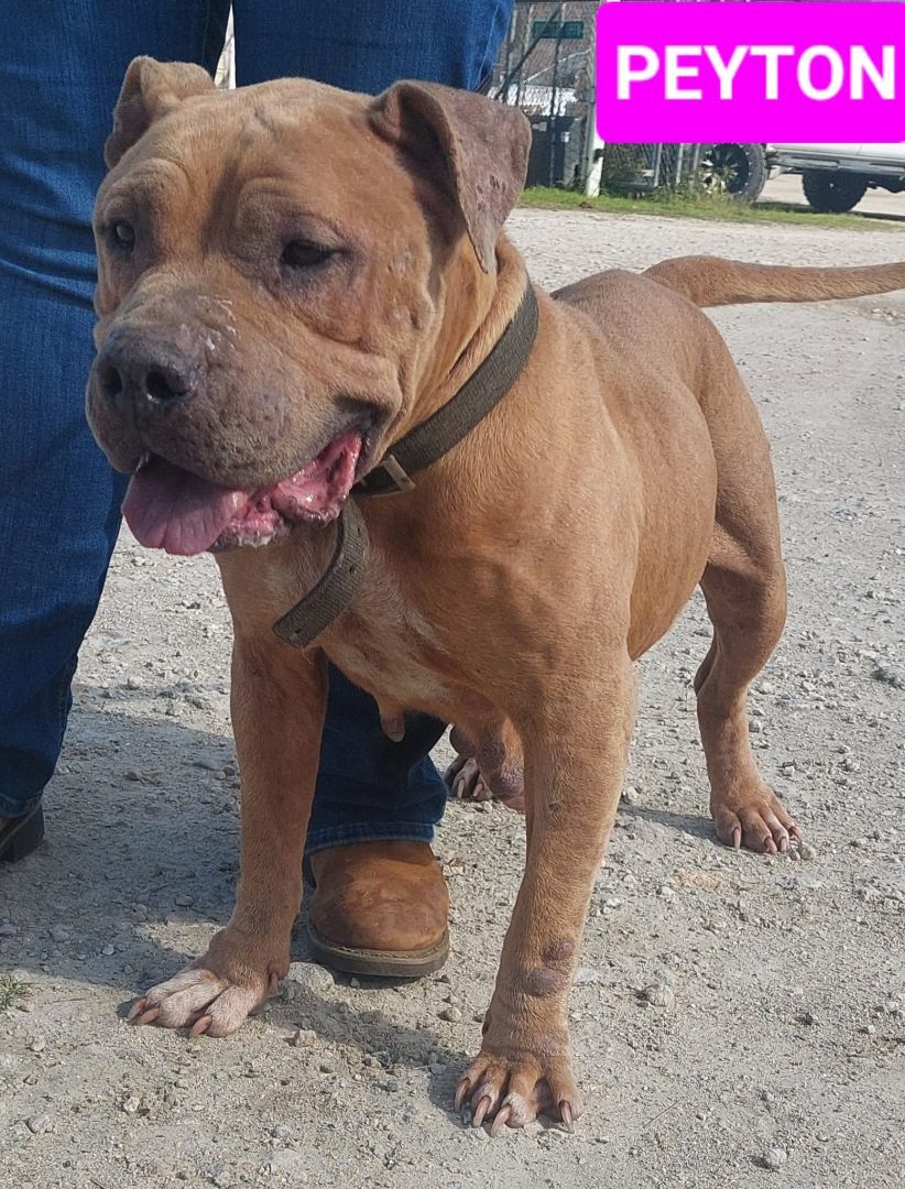 Peyton, an adoptable Pit Bull Terrier Mix in Palatka, FL_image-1