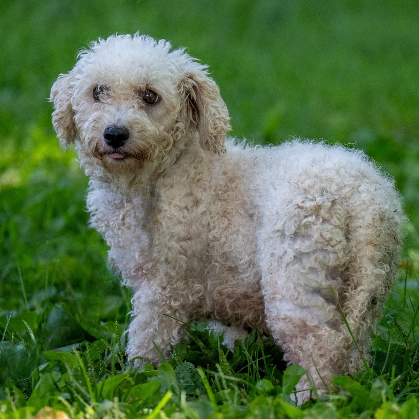 Rhoda