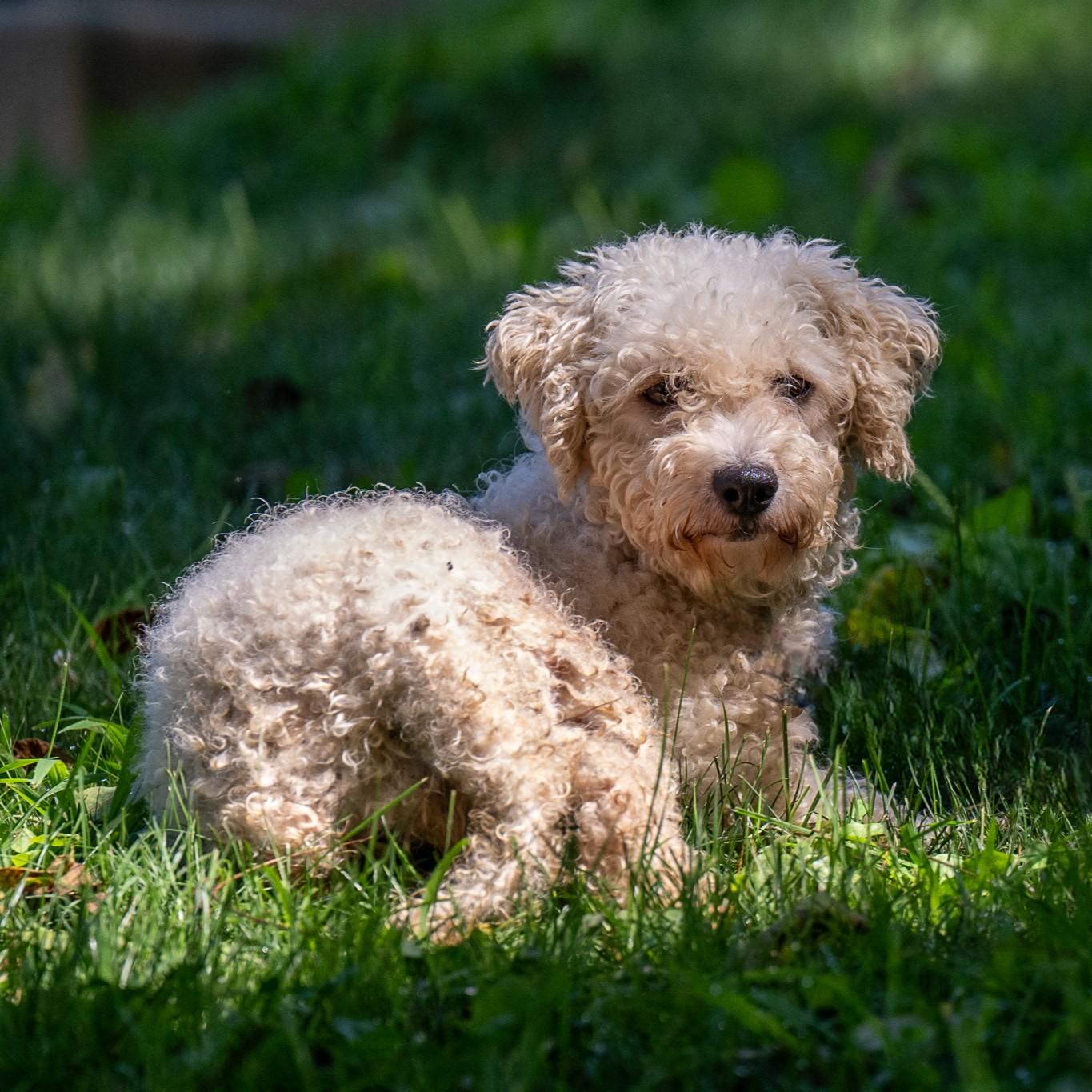 Rhoda