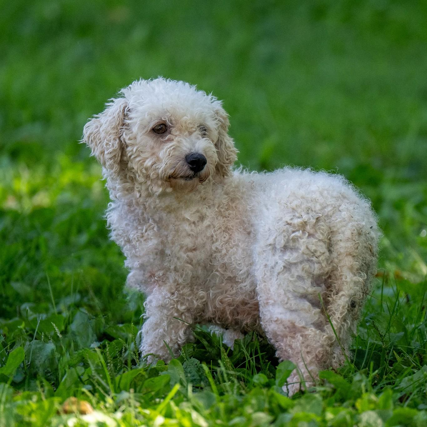 Rhoda