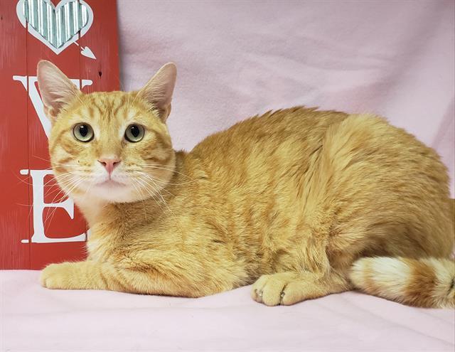 Enlarge SNOOPY, a Adoptable Domestic Short Hair in Fairfield, CA image 1/1