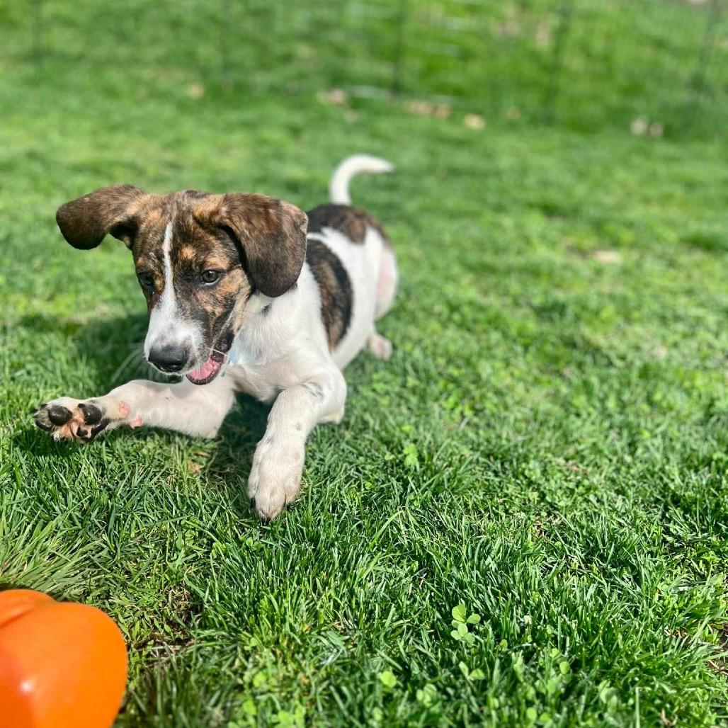 Enlarge Pocono, a Adoptable mixed breed in St. Charles, IL image 2/6