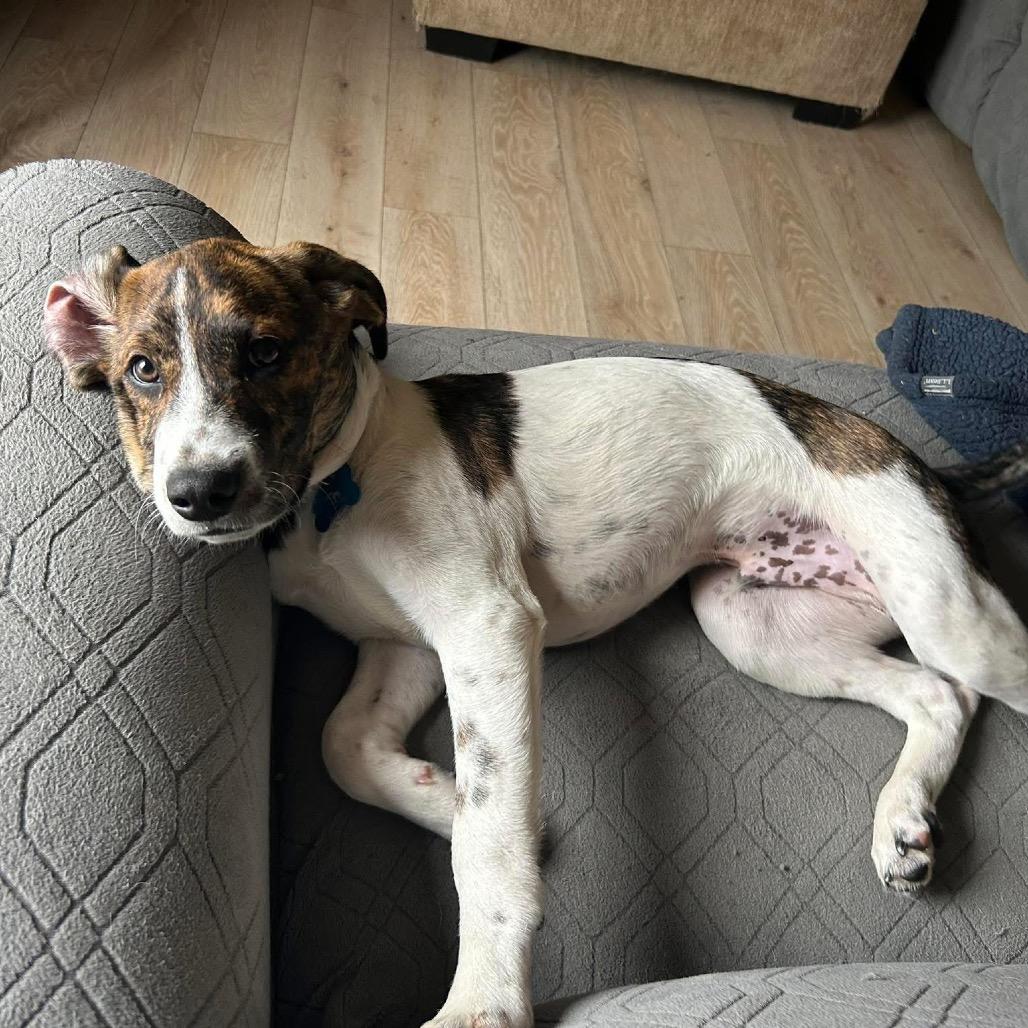 Enlarge Pocono, a Adoptable mixed breed in St. Charles, IL image 2/6