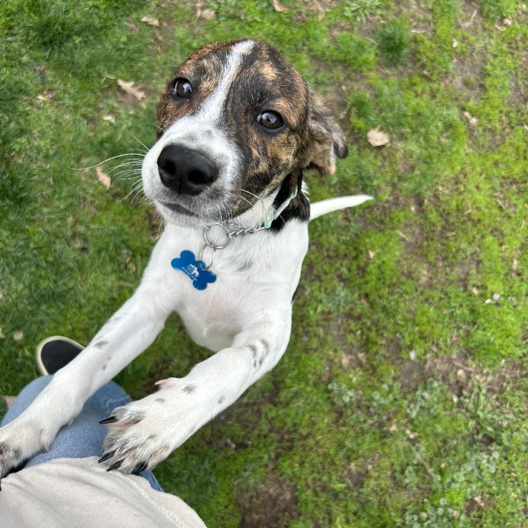 Enlarge Pocono, a Adoptable mixed breed in St. Charles, IL image 3/6