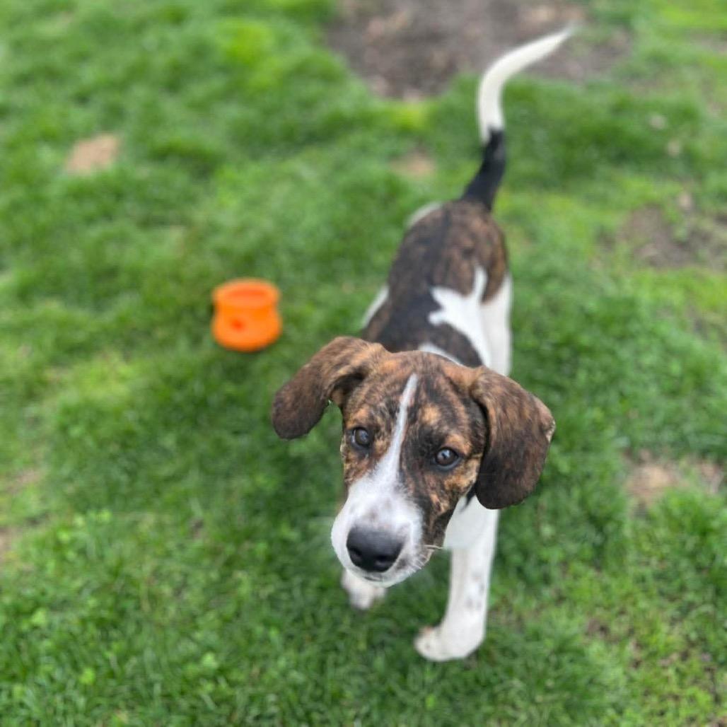 Enlarge Pocono, a Adoptable mixed breed in St. Charles, IL image 4/6