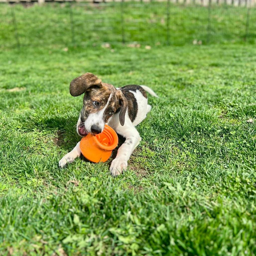Enlarge Pocono, a Adoptable mixed breed in St. Charles, IL image 5/6
