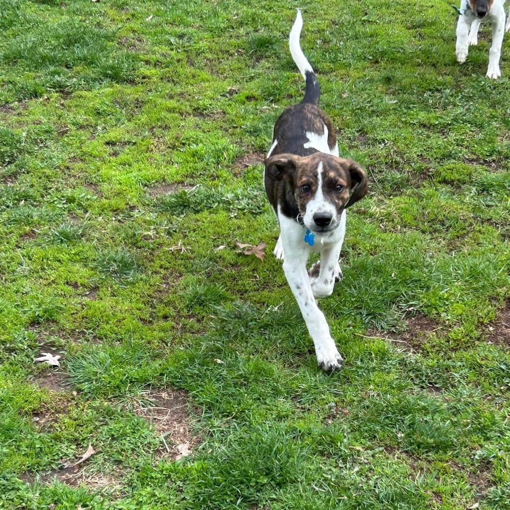 Enlarge Pocono, a Adoptable mixed breed in St. Charles, IL image 6/6