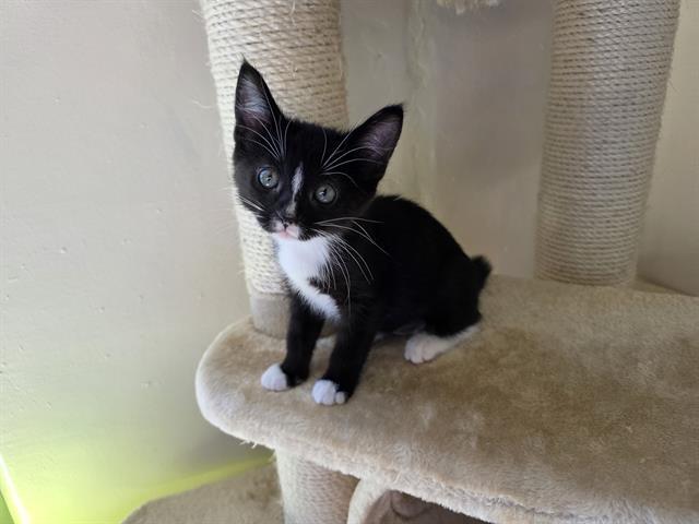 BINKY, Adoptable, Kitten Female Domestic Short Hair.