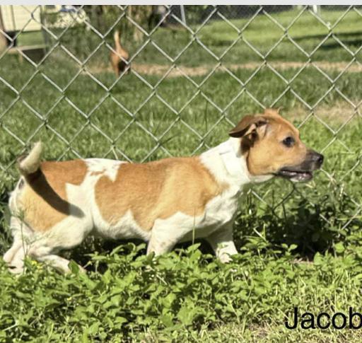 Jacob