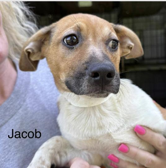 Jacob