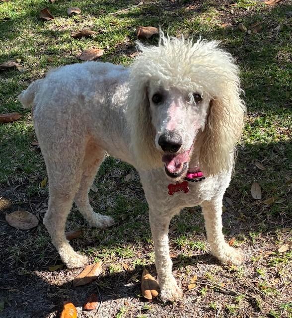 River, adopted, Adult Female Standard Poodle.