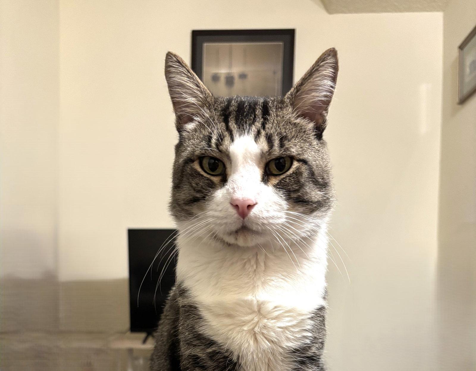 Seymour, Adoptable, Senior Male Domestic Short Hair.