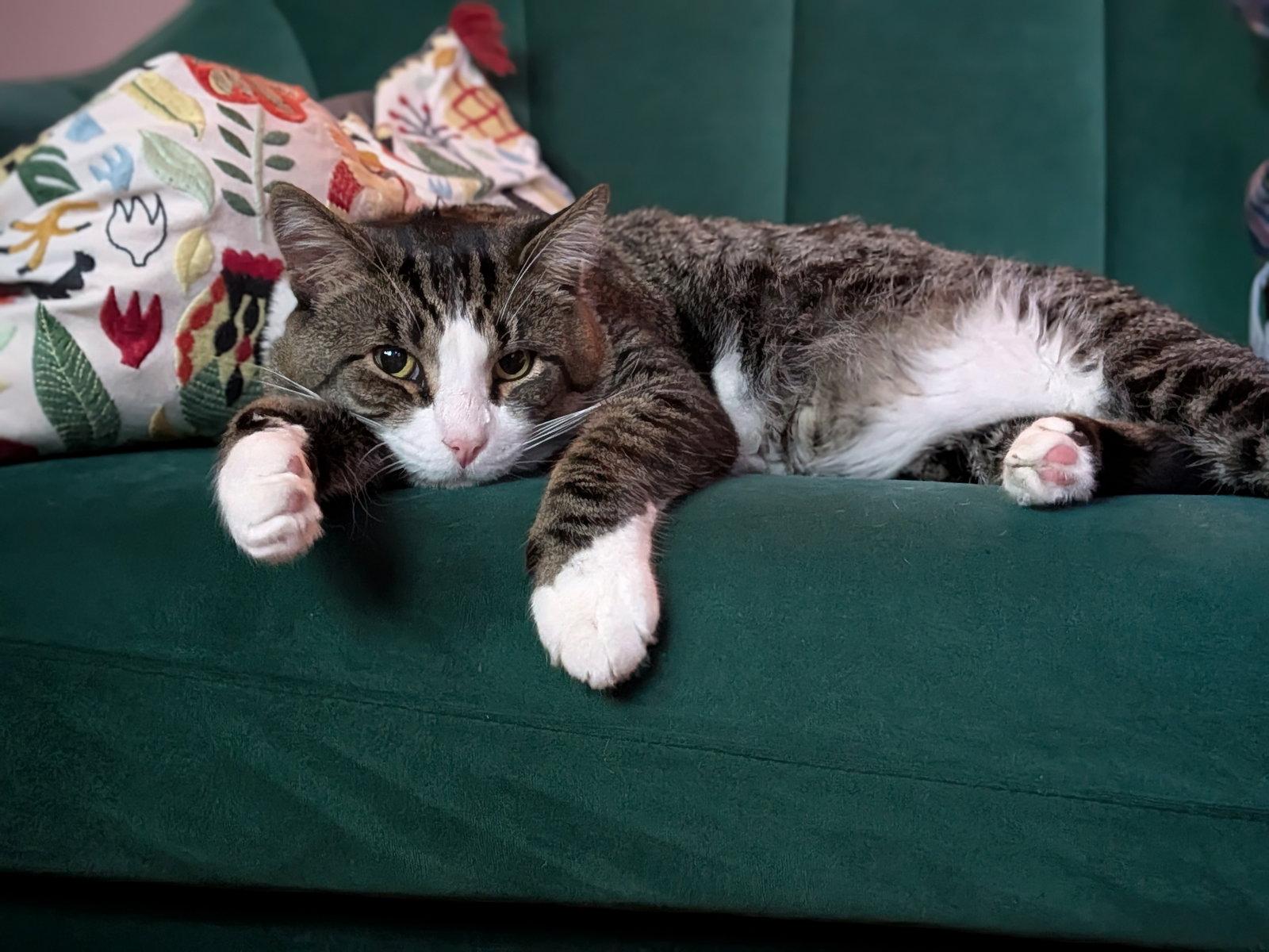 Seymour, a Adoptable Domestic Short Hair in Oakland, CA image 1/3