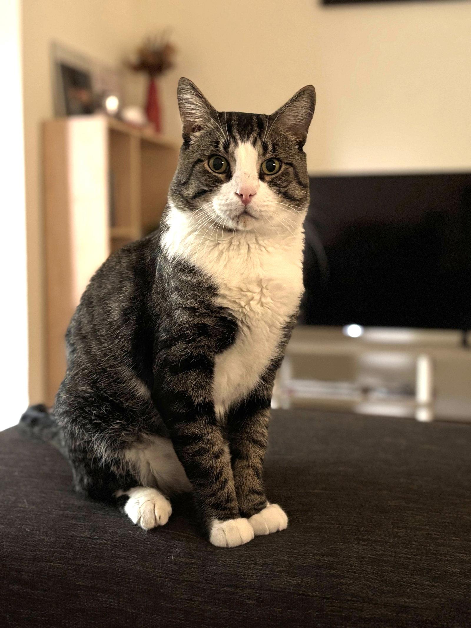Enlarge Seymour, a Adoptable Domestic Short Hair in Oakland, CA image 1/3