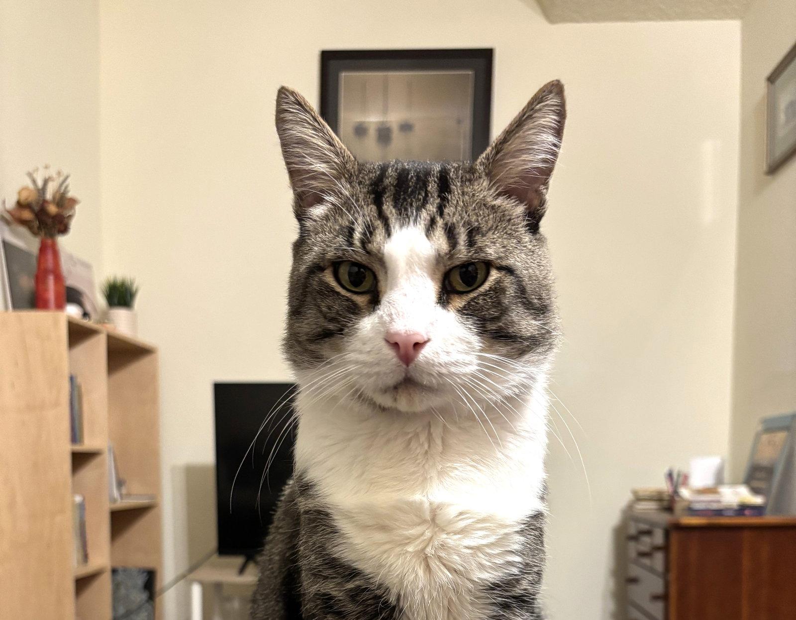 Enlarge Seymour, a Adoptable Domestic Short Hair in Oakland, CA image 2/3