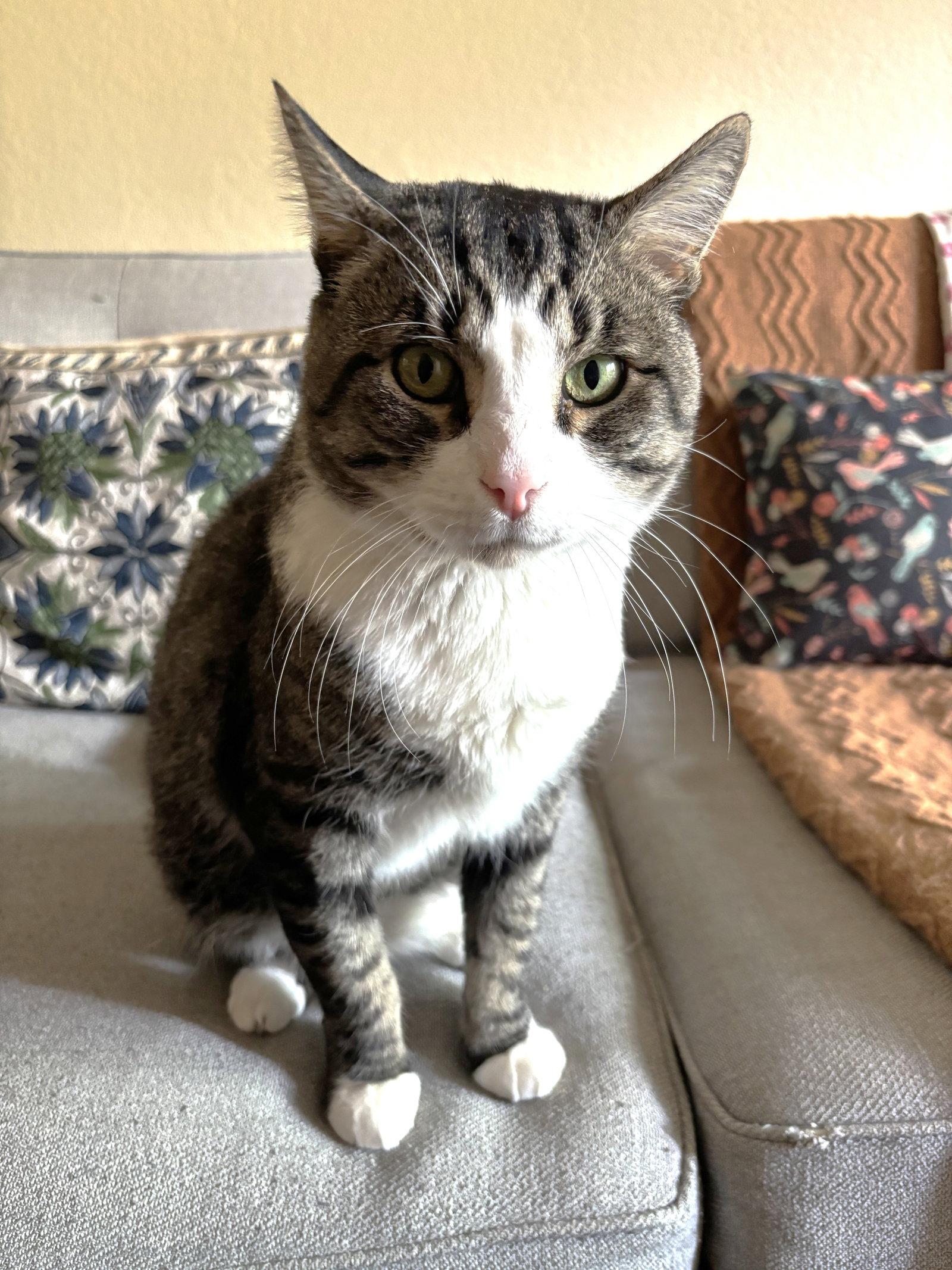 Enlarge Seymour, a Adoptable Domestic Short Hair in Oakland, CA image 3/3
