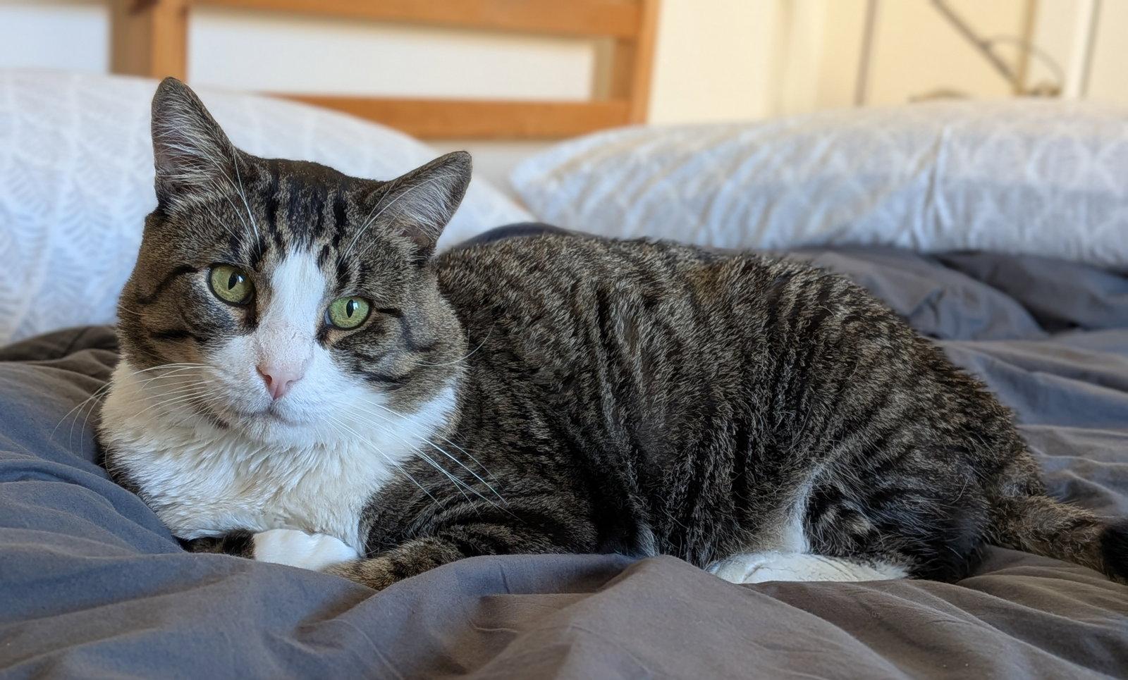 Seymour, a Adoptable Domestic Short Hair in Oakland, CA image 2/3