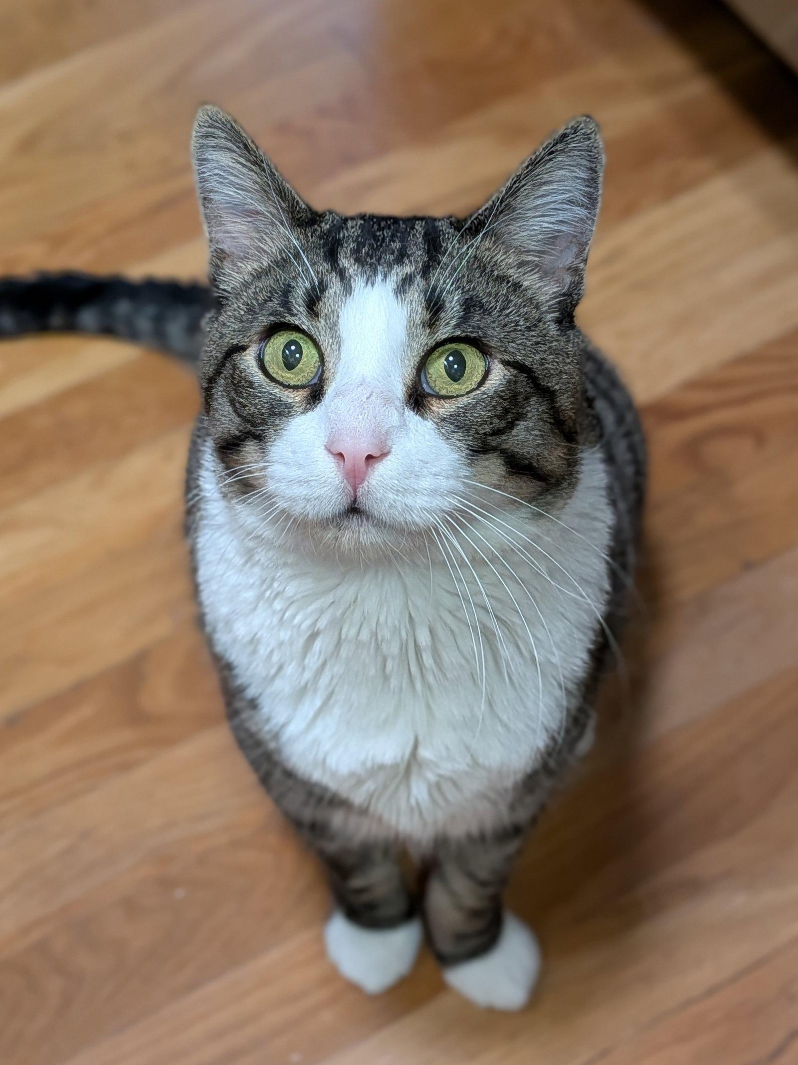 Seymour, a Adoptable Domestic Short Hair in Oakland, CA image 3/3