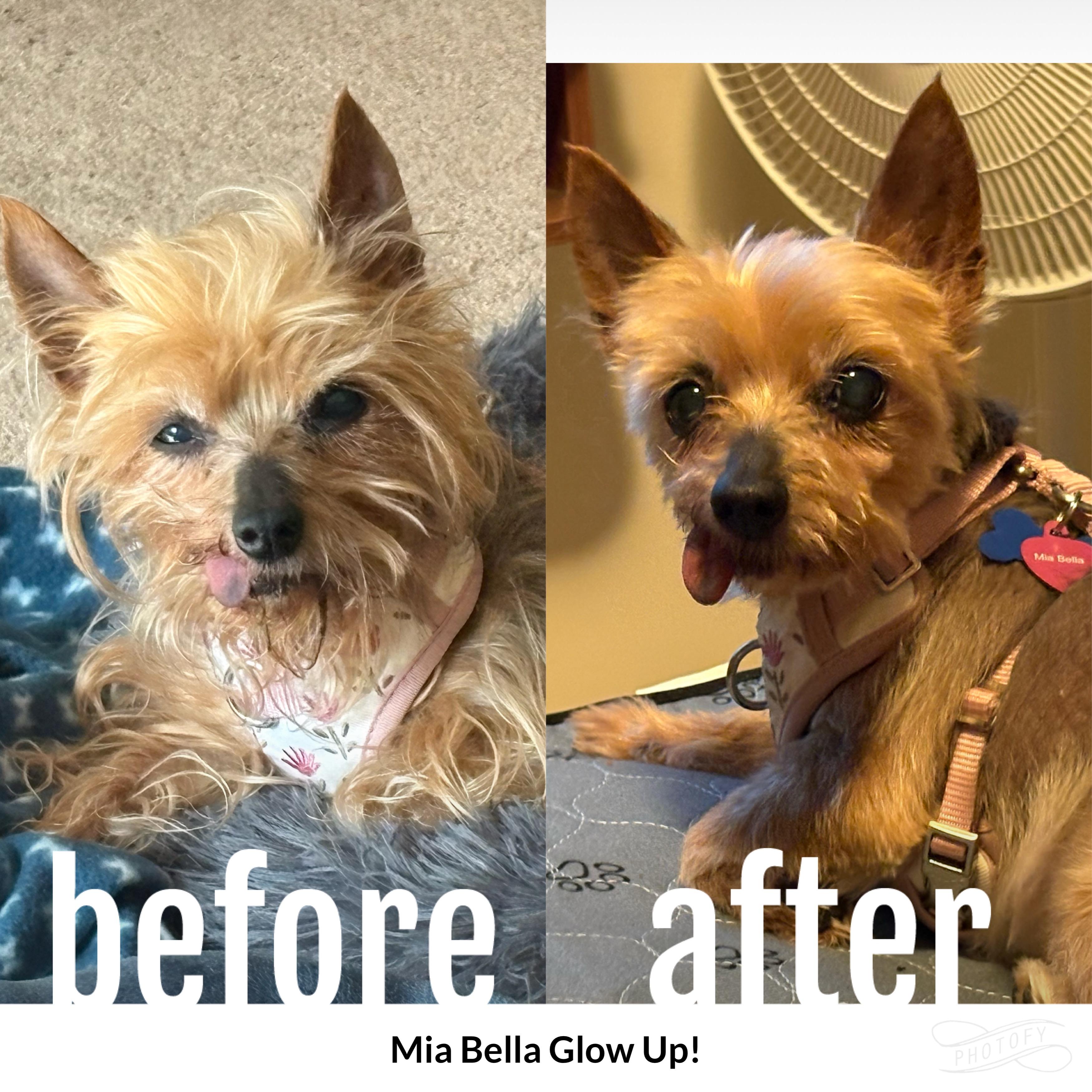 Mia Bella, ADOPTABLE, Senior Female Yorkshire Terrier.