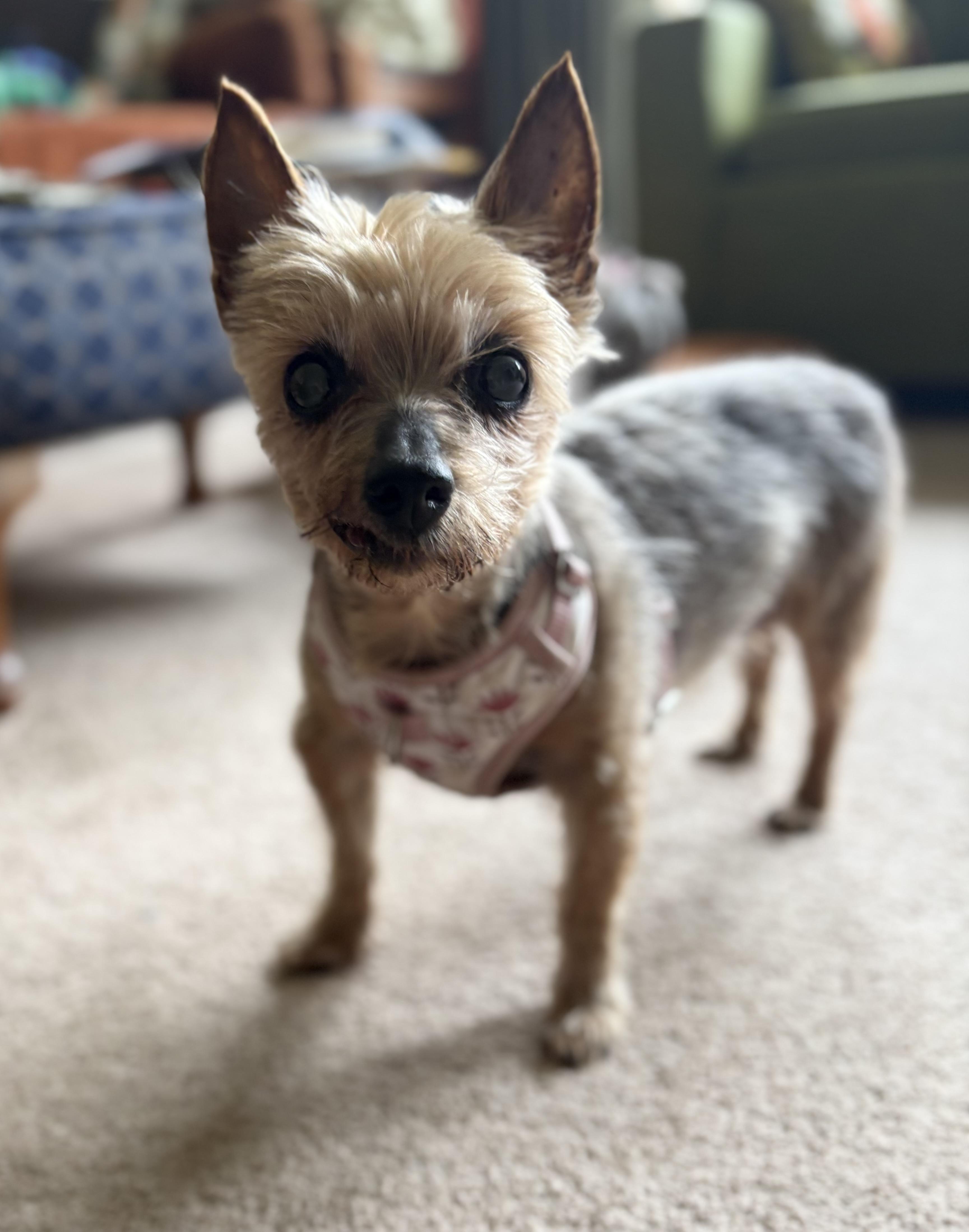 Enlarge Mia Bella, a ADOPTABLE Yorkshire Terrier in Whitewater, WI image 5/6