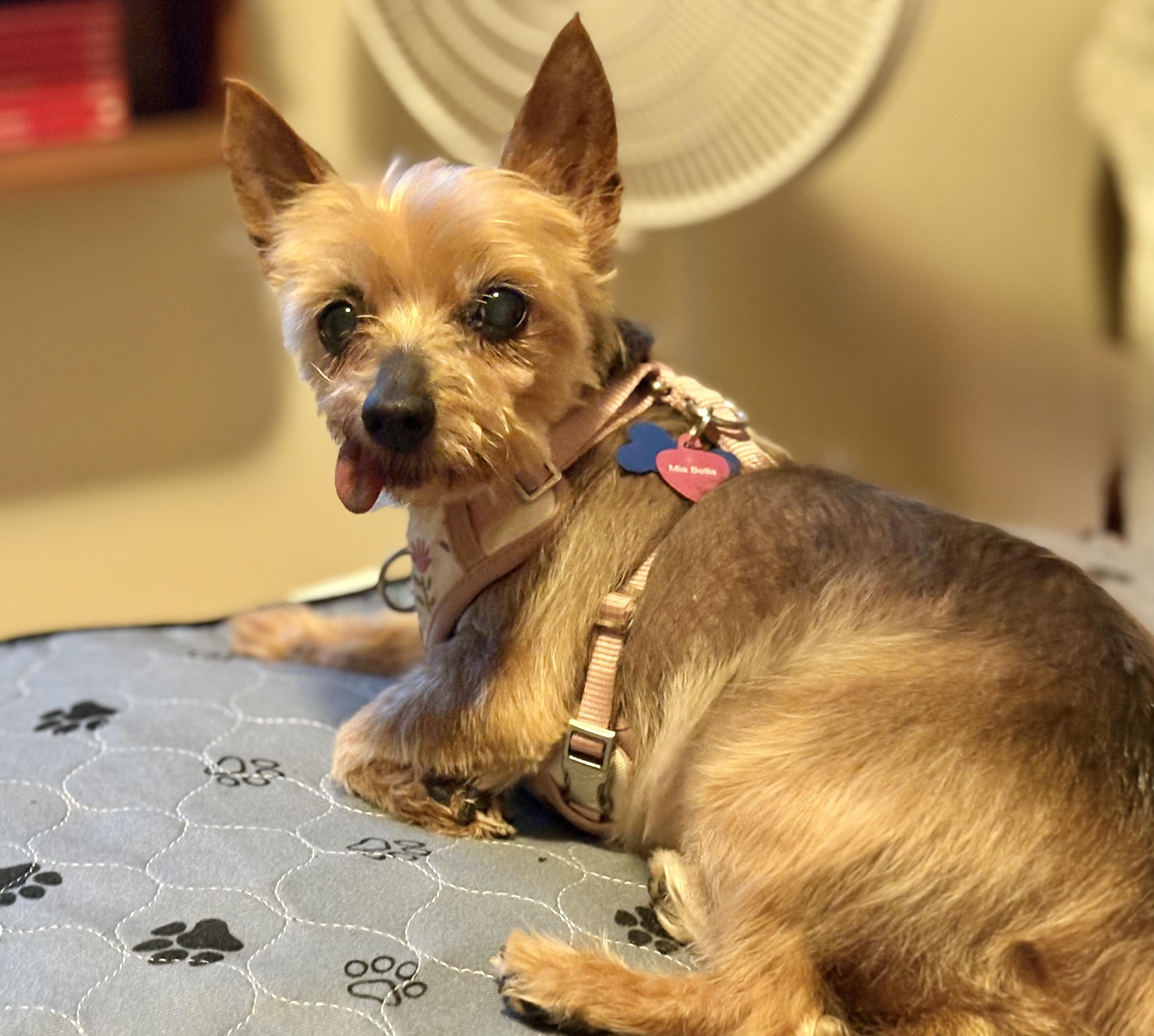 Enlarge Mia Bella, a ADOPTABLE Yorkshire Terrier in Whitewater, WI image 3/6