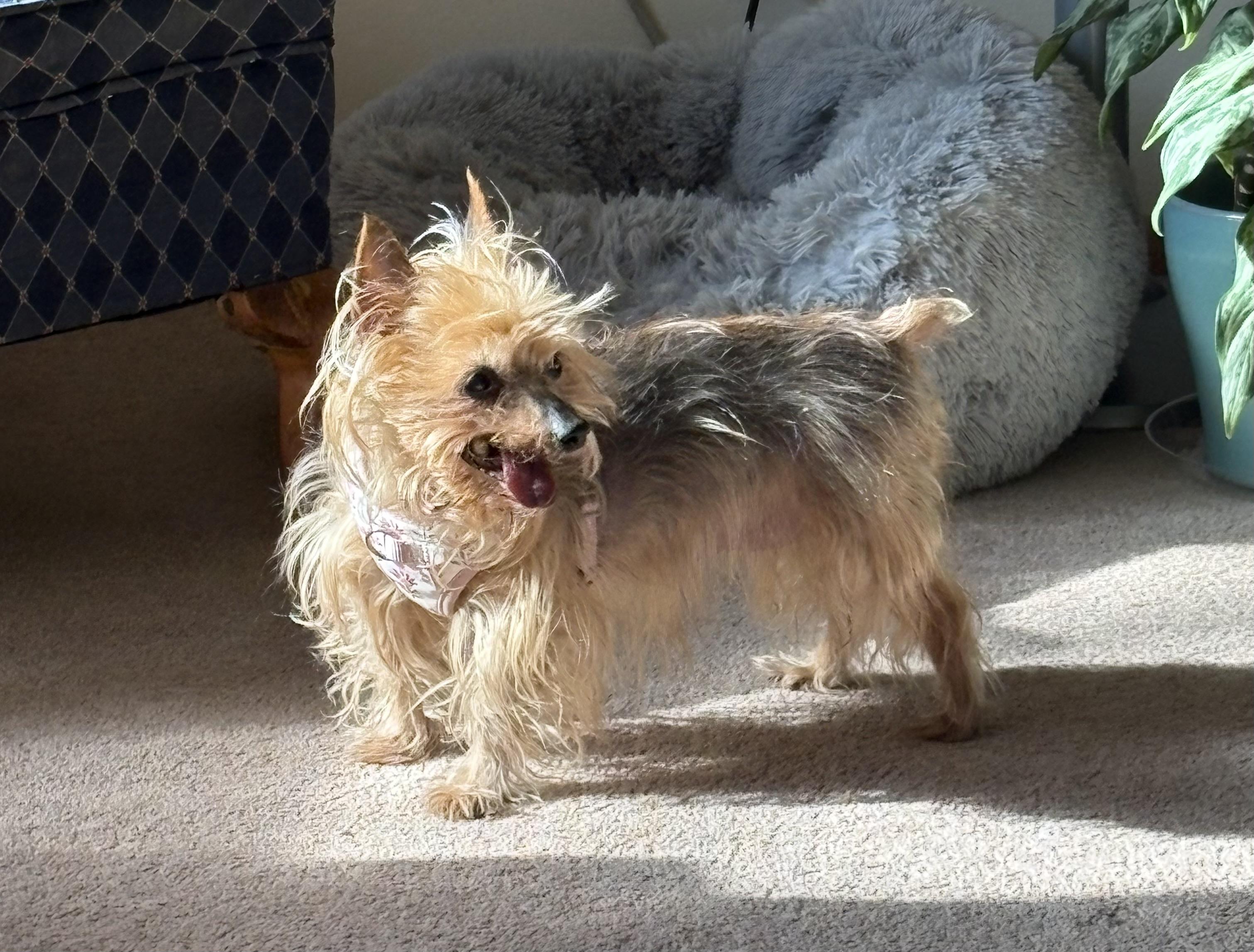 Enlarge Mia Bella, a ADOPTABLE Yorkshire Terrier in Whitewater, WI image 4/6