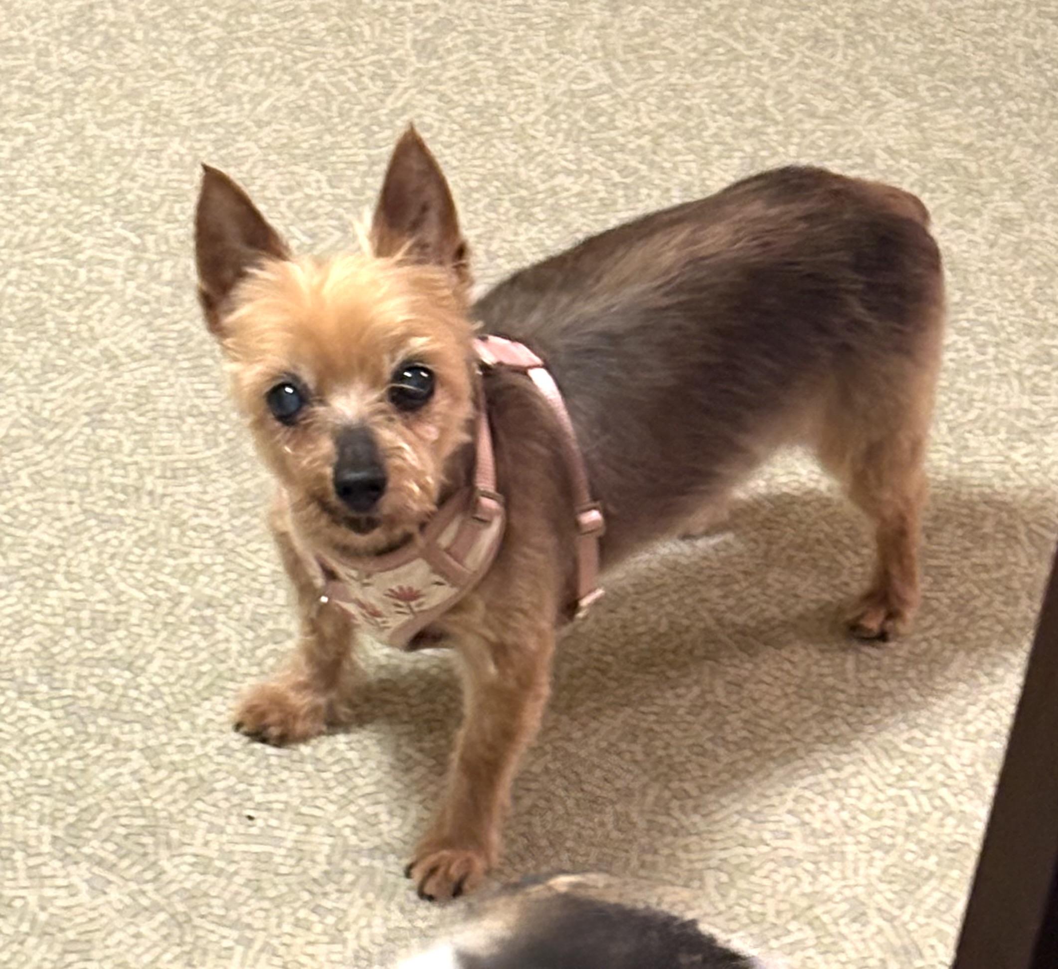 Enlarge Mia Bella, a ADOPTABLE Yorkshire Terrier in Whitewater, WI image 2/6