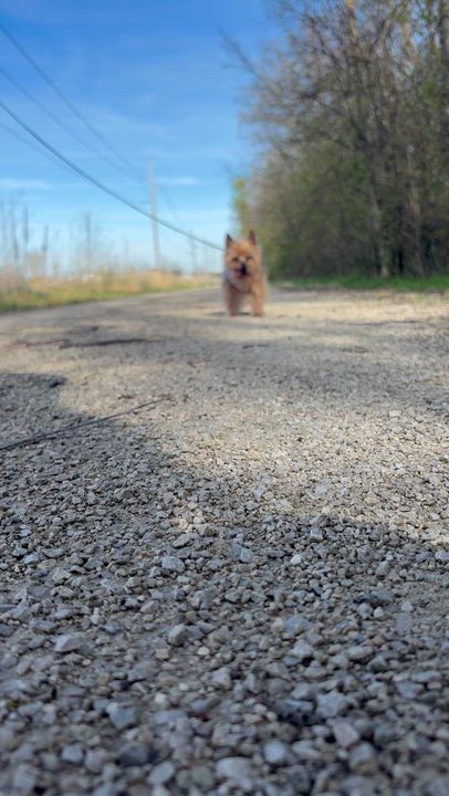 Enlarge Mia Bella, a ADOPTABLE Yorkshire Terrier in Whitewater, WI video 6/6