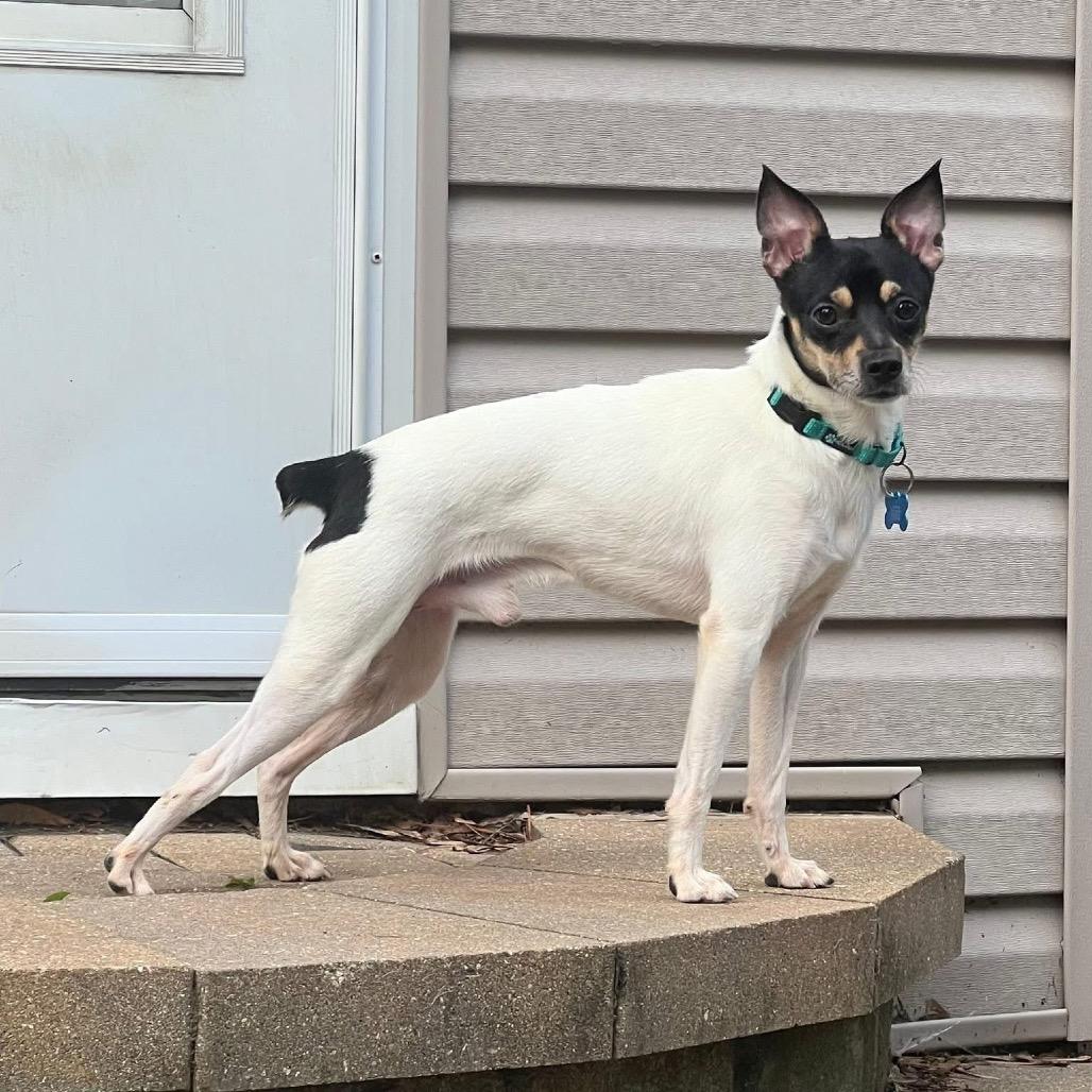 Lake, Adoptable, Adult Male Rat Terrier & Chihuahua.