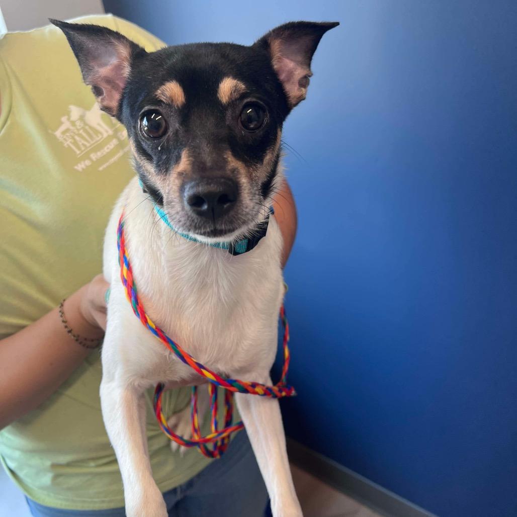 Enlarge Lake, a Adoptable mixed breed in St. Charles, IL image 2/6