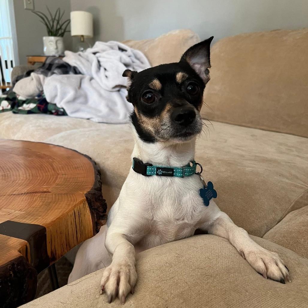 Enlarge Lake, a Adoptable mixed breed in St. Charles, IL image 3/6