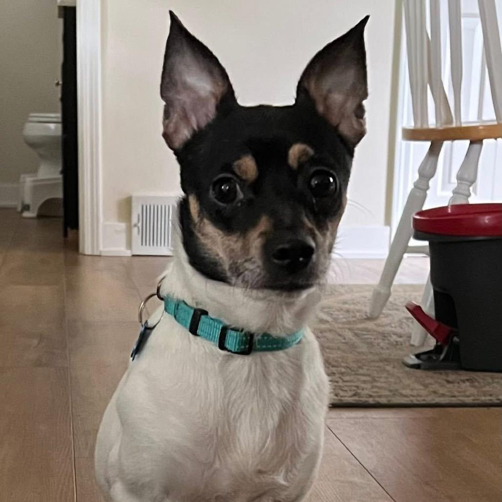 Enlarge Lake, a Adoptable mixed breed in St. Charles, IL image 4/6