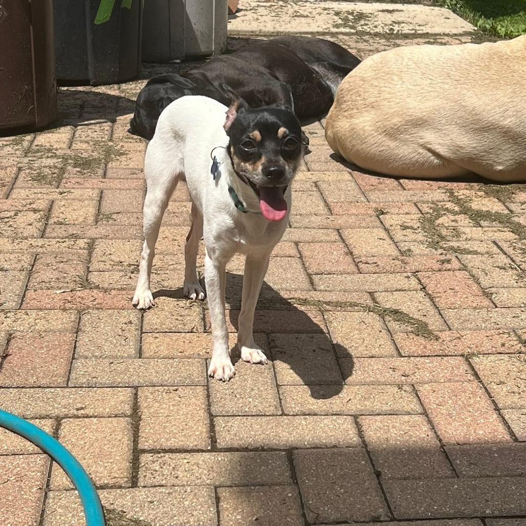 Enlarge Lake, a Adoptable mixed breed in St. Charles, IL image 5/6