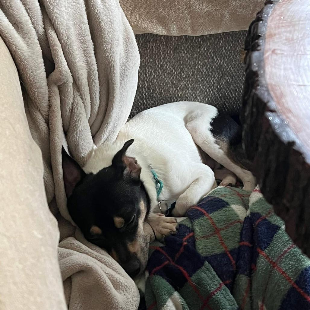 Enlarge Lake, a Adoptable mixed breed in St. Charles, IL image 6/6