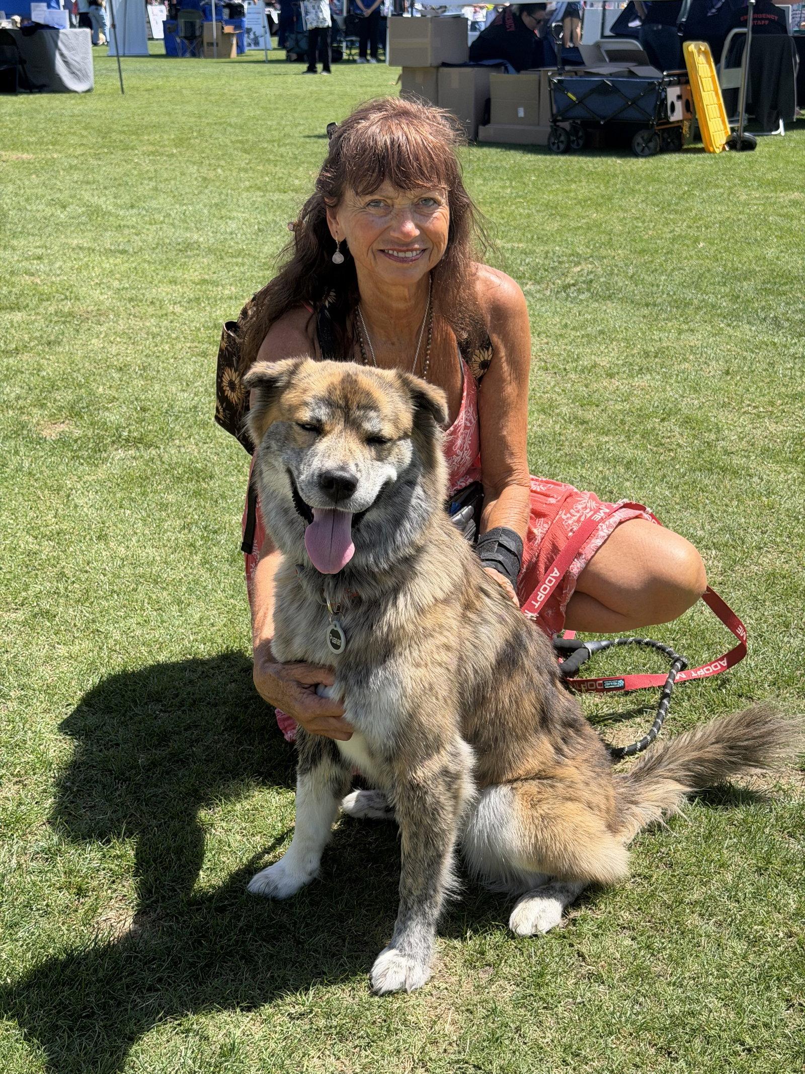 Nani, Adoptable, Adult Female Australian Shepherd & Akita.
