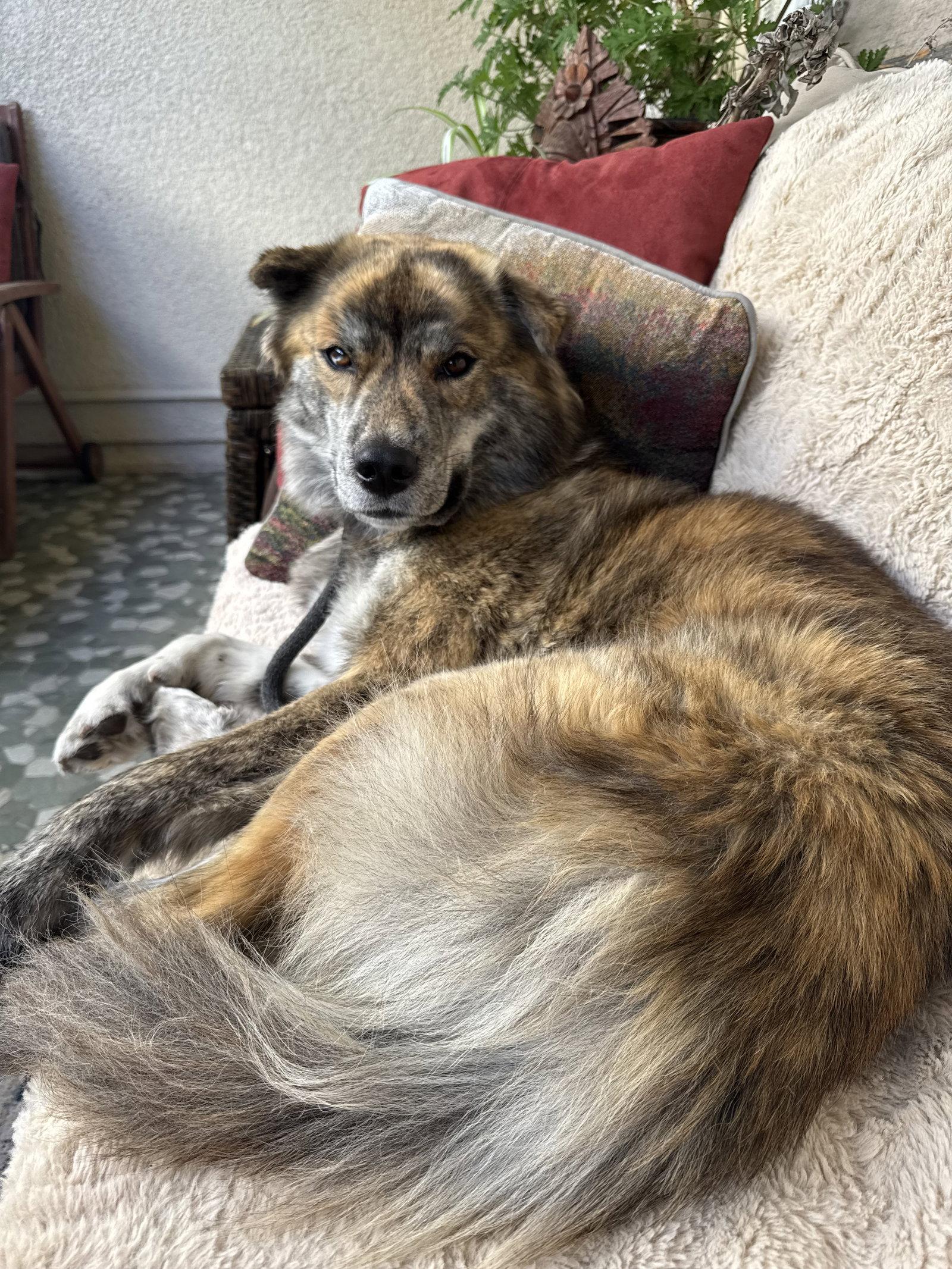 Enlarge Nani, a Adoptable mixed breed in Capistrano Beach, CA image 2/3