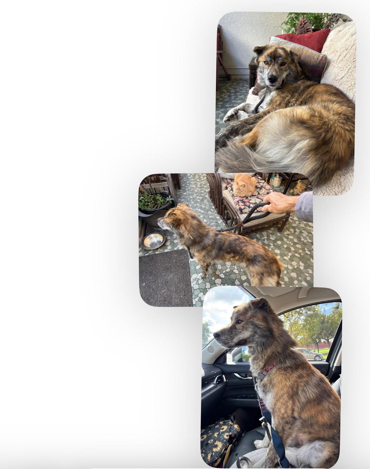 Enlarge Nani, a Adoptable mixed breed in Capistrano Beach, CA image 3/3