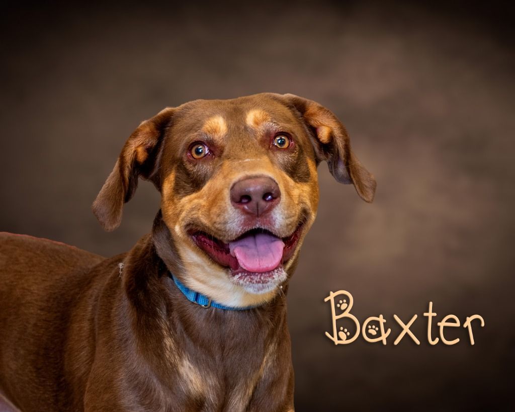 Baxter, Adoptable, Young Male Hound.