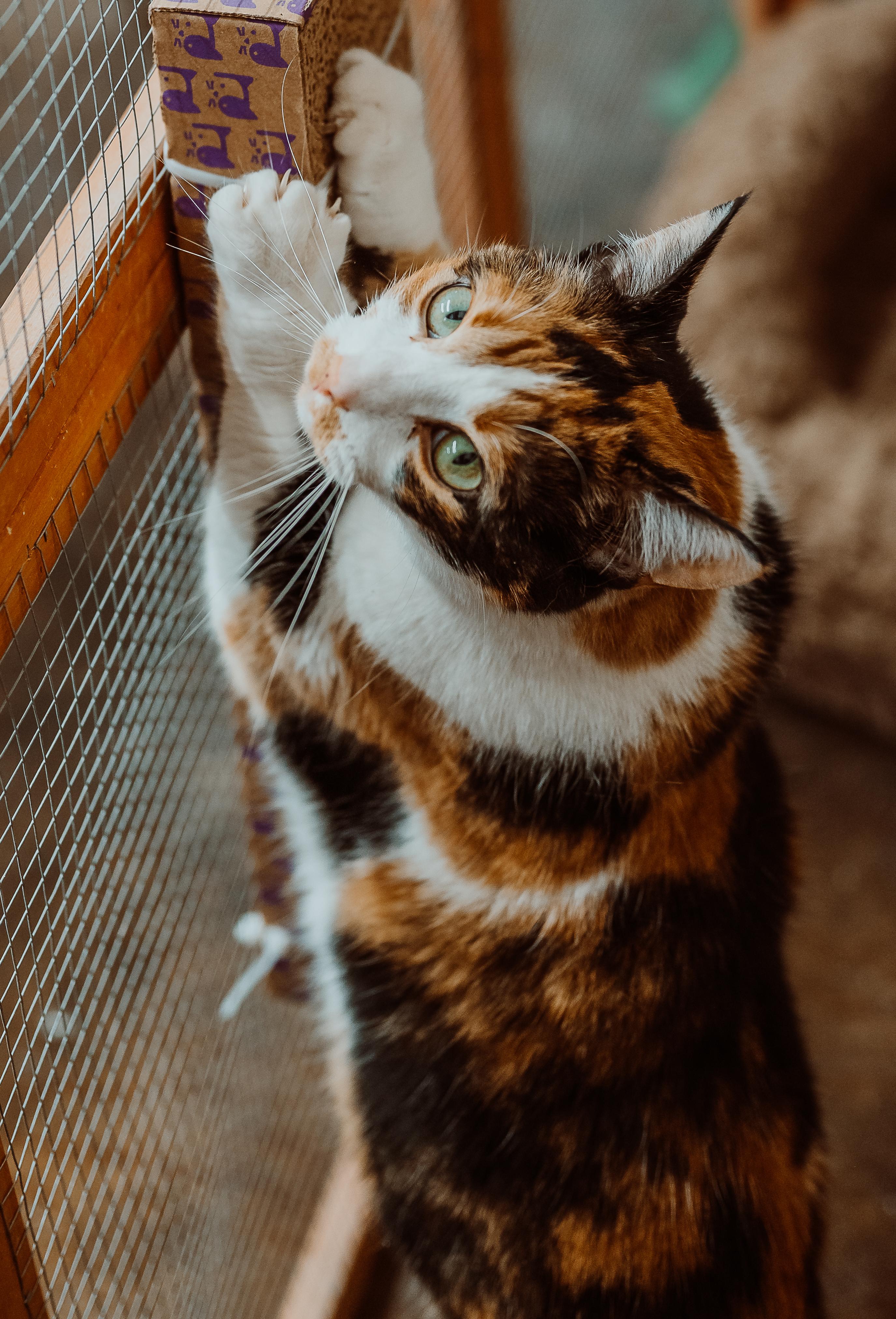 Enlarge Cannelini, a Adoptable Calico in Le Mars, IA image 1/1