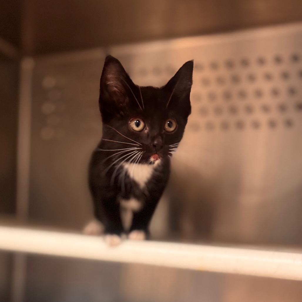 Naomi Osaka, Adoptable, Kitten Female Domestic Short Hair.