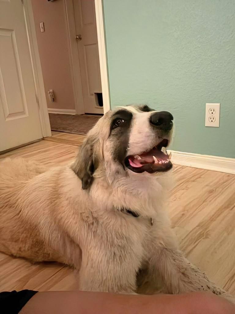 Enlarge Bonita , a Adoptable mixed breed in St. Louis, MO image 5/6