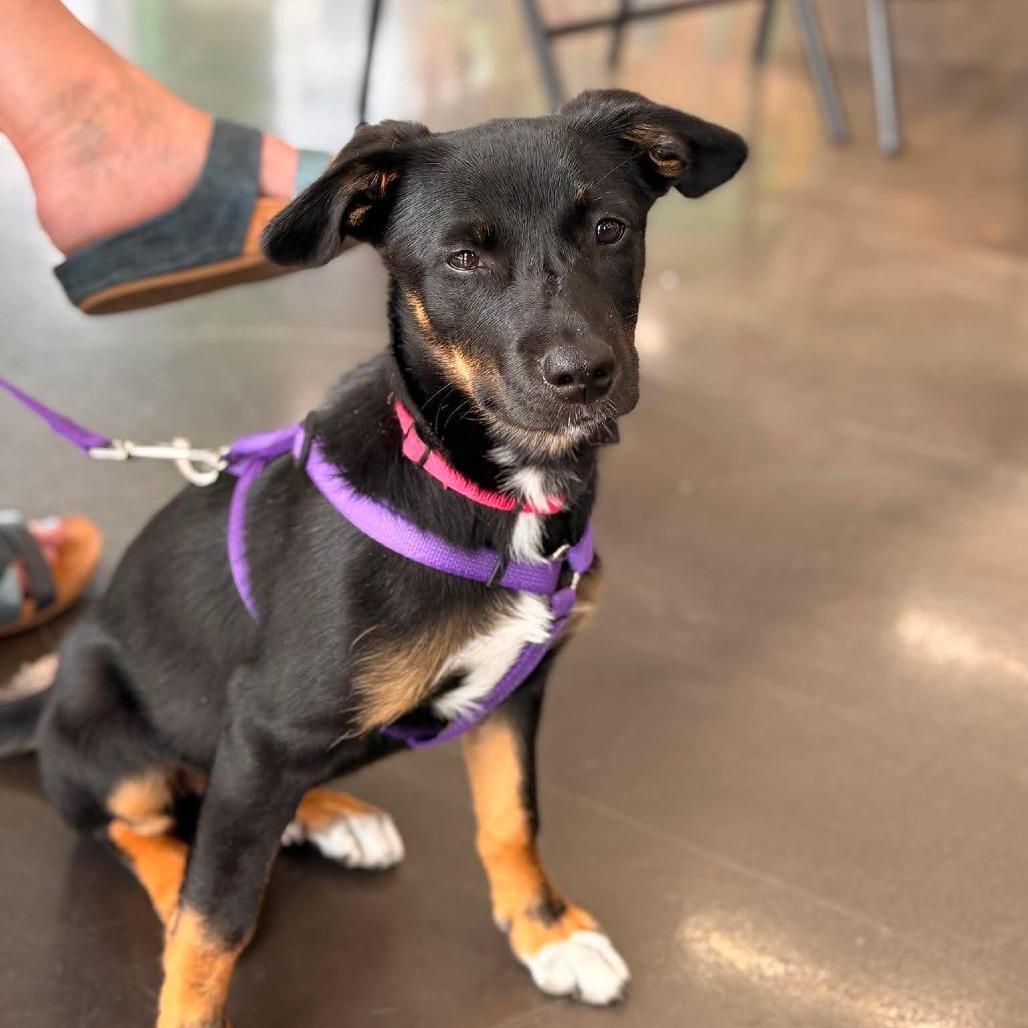 Jill, Adoptable, Puppy Female Mixed Breed.