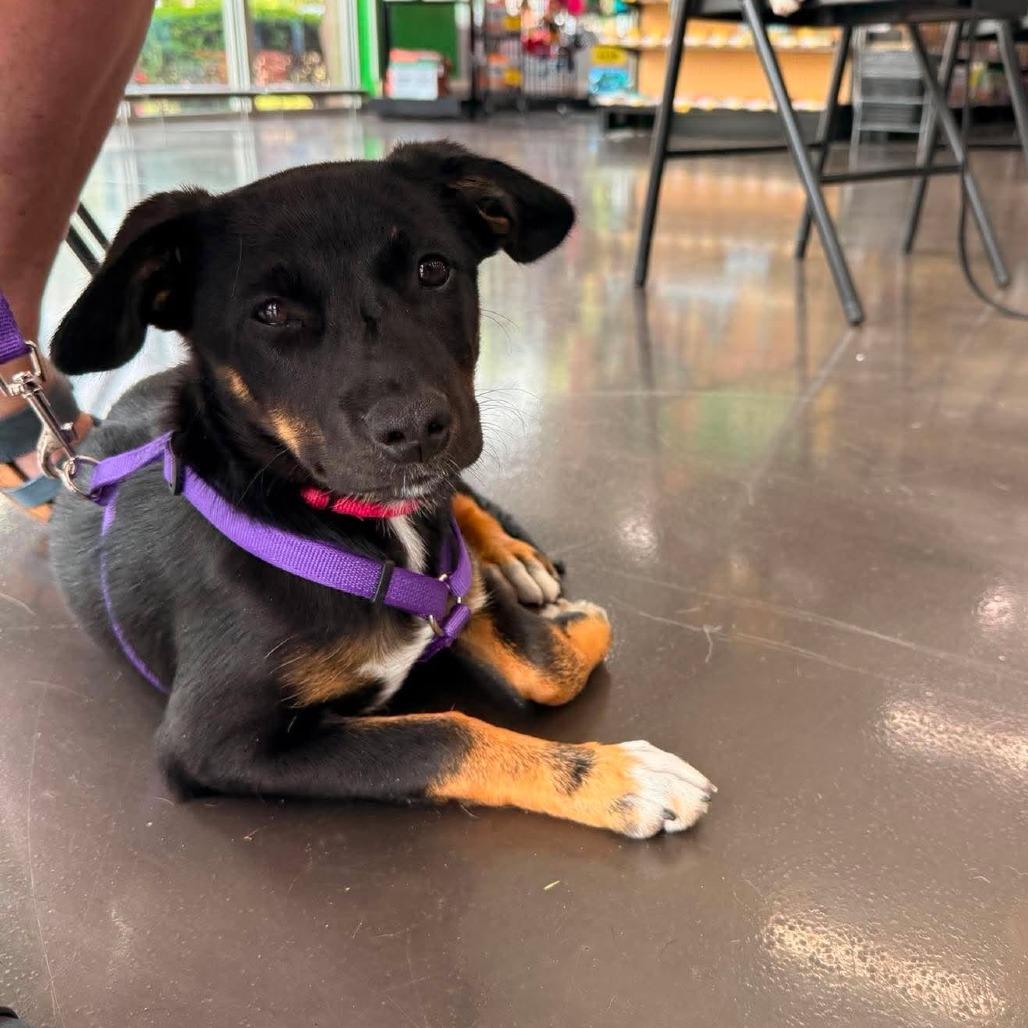 Jill, a Adoptable Mixed Breed in Joliet, IL image 2/6