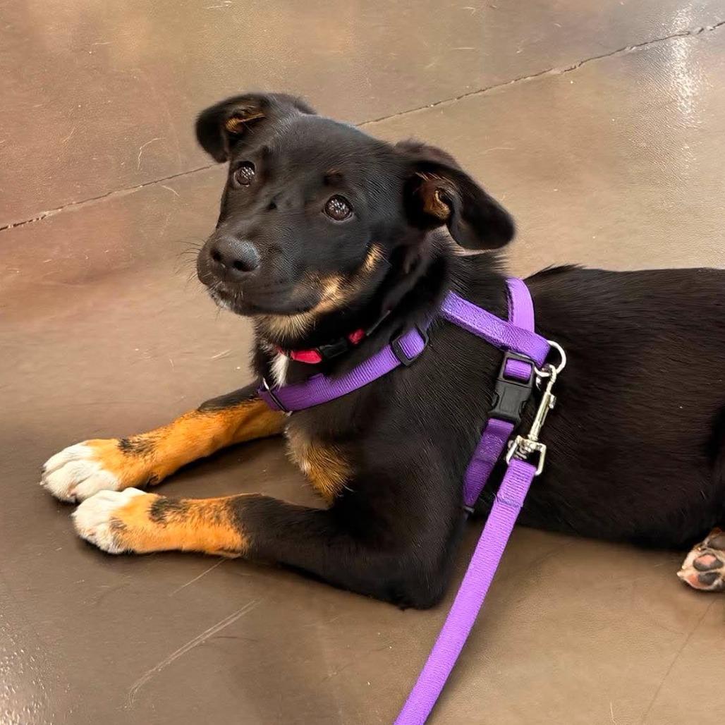 Jill, a Adoptable Mixed Breed in Joliet, IL image 3/6