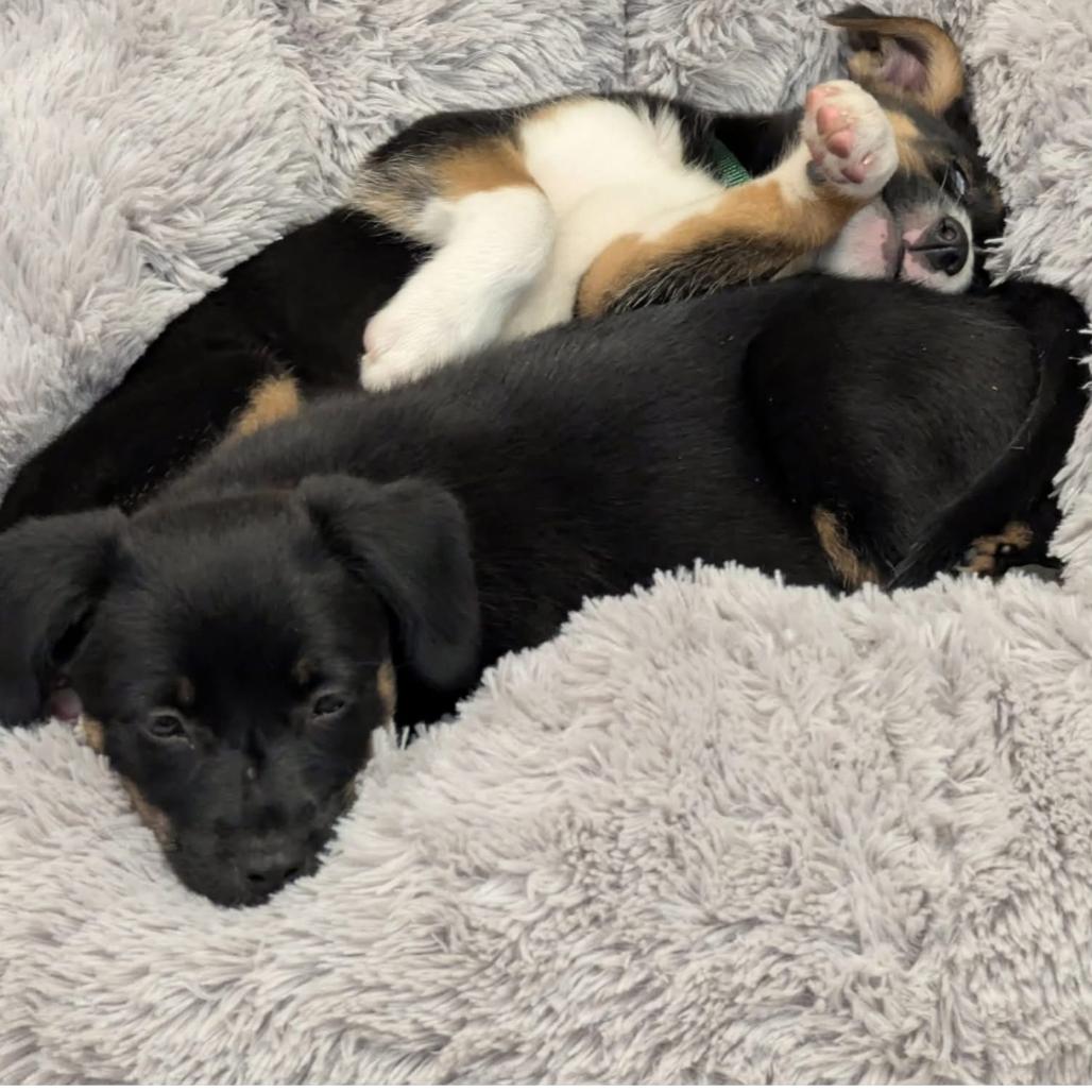 Jill, Adoptable, Puppy Female Mixed Breed.