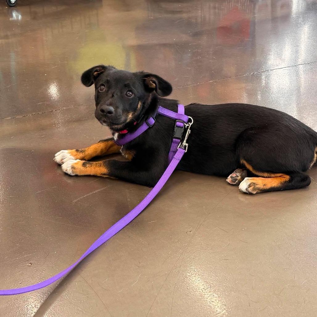 Jill, a Adoptable Mixed Breed in Joliet, IL image 4/6