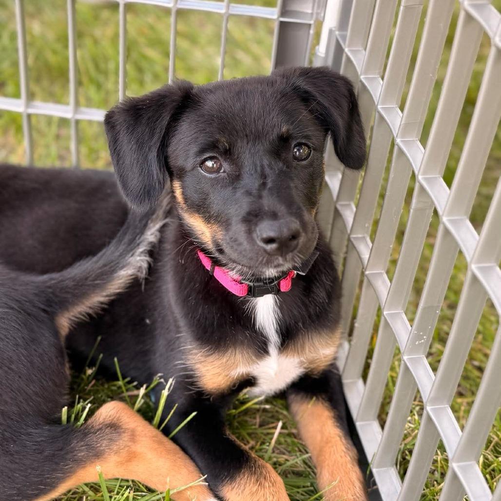 Jill, a Adoptable Mixed Breed in Joliet, IL image 5/6