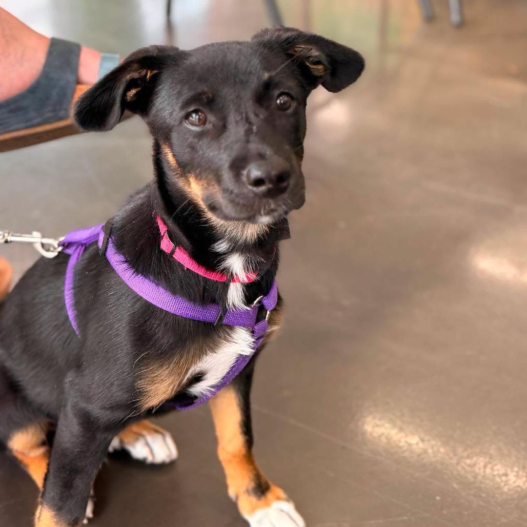 Jill, a Adoptable Mixed Breed in Joliet, IL image 6/6