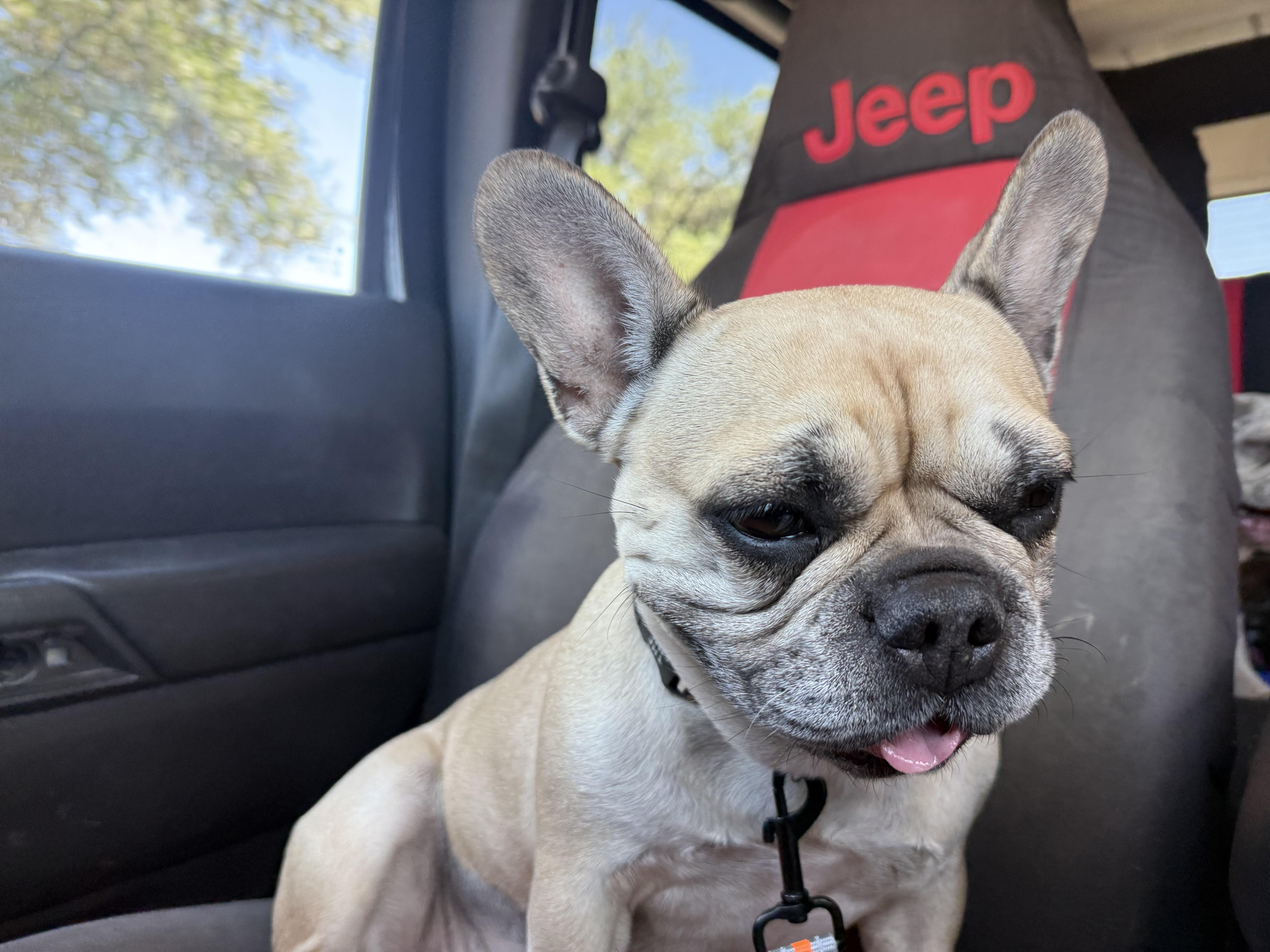 Scarlett, Adoptable, Adult Female French Bulldog.